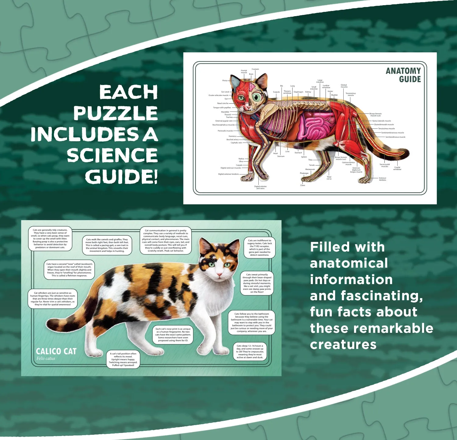 Genius Games Turn N Learn Katze Hund Bodenpuzzle 2x100 Teile
