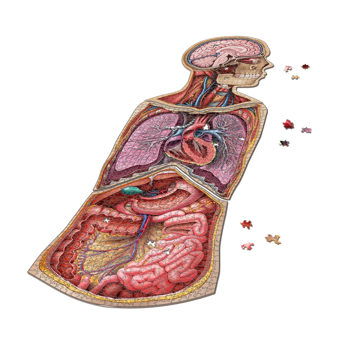 Genius Games Dr Livingston Anatomie Puzzle Set Kopf Brust