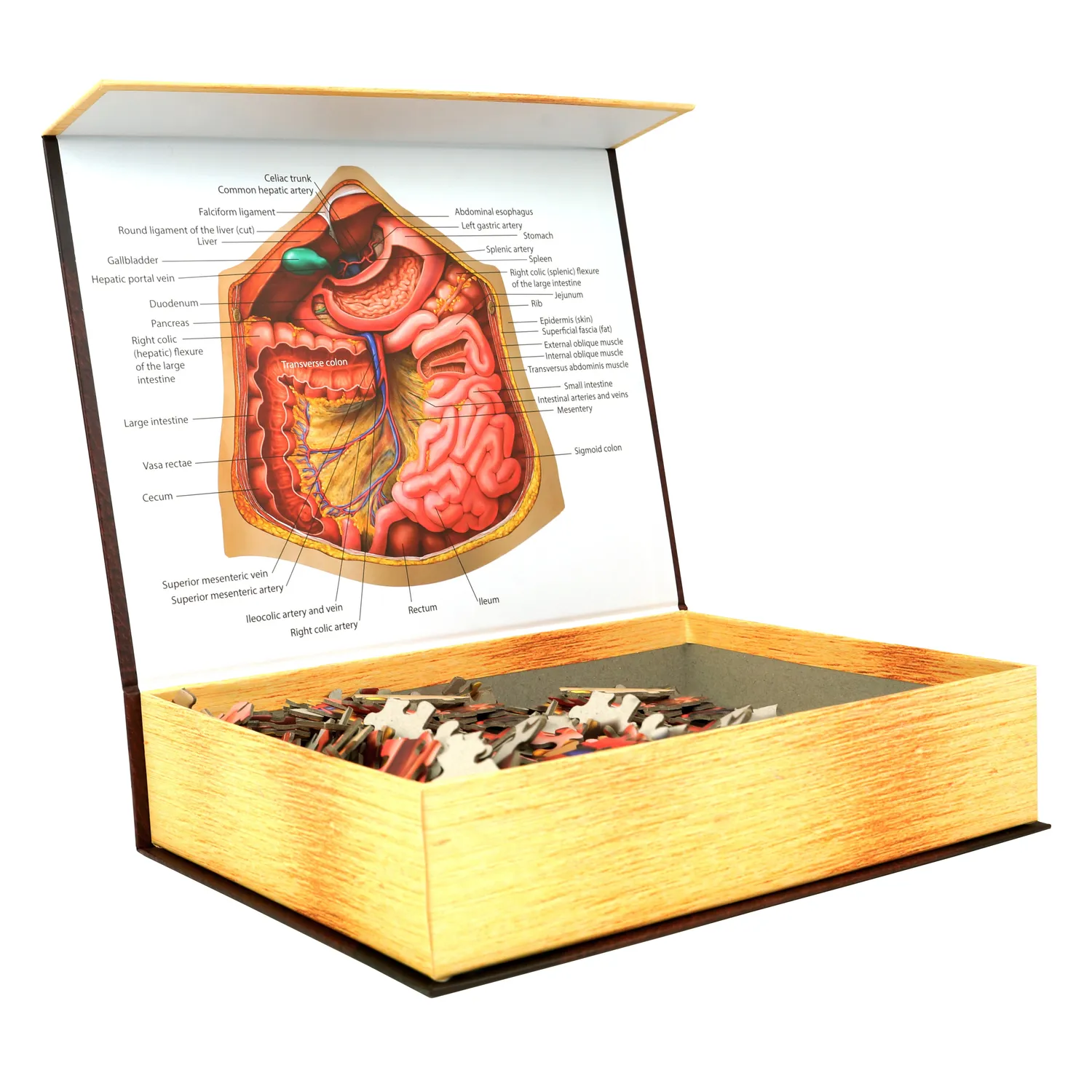 Genius Games Dr Livingston Anatomie Puzzle Set Kopf Brust