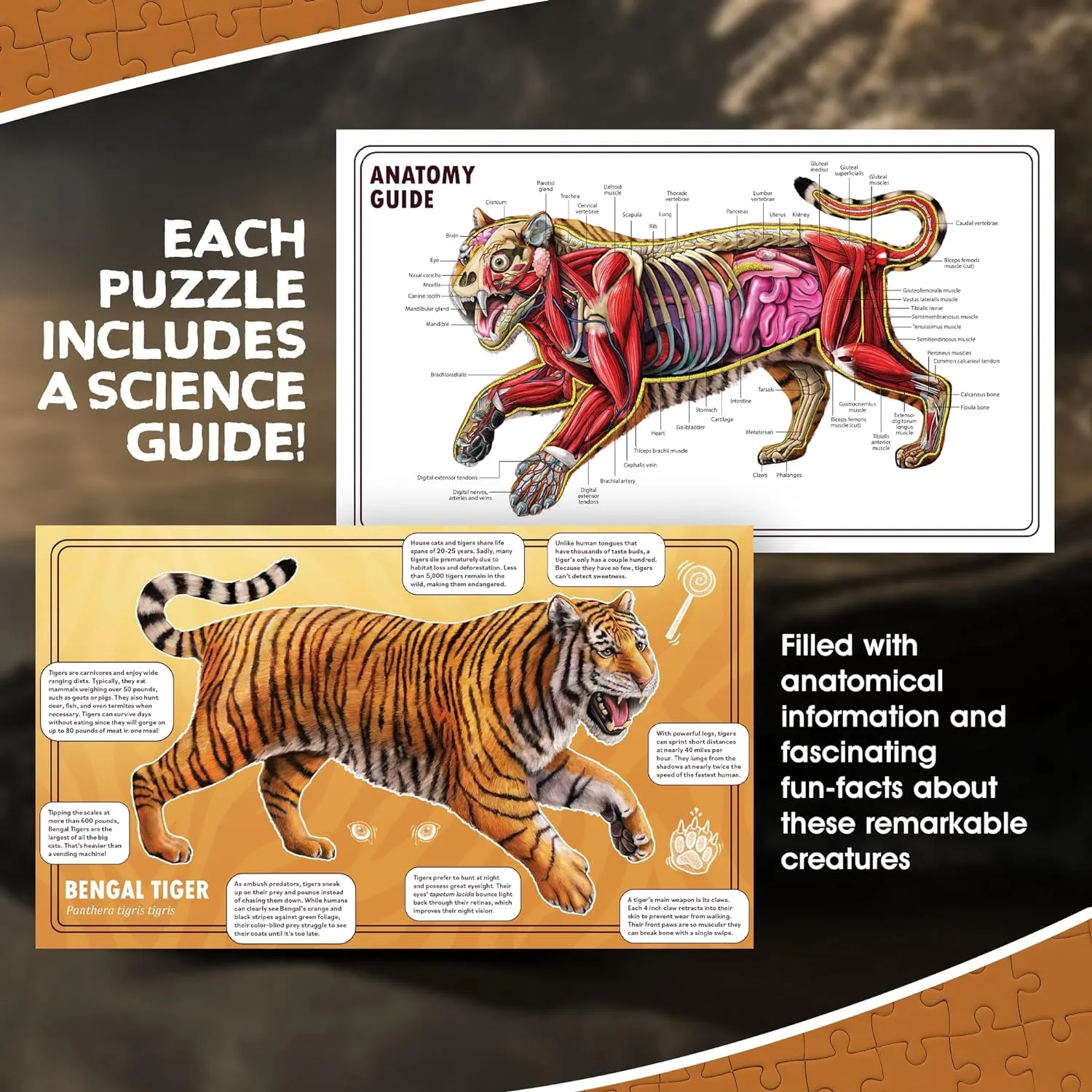 Genius Games Turn N Learn Tiger Bodenpuzzle 100 Teile doppelseitig