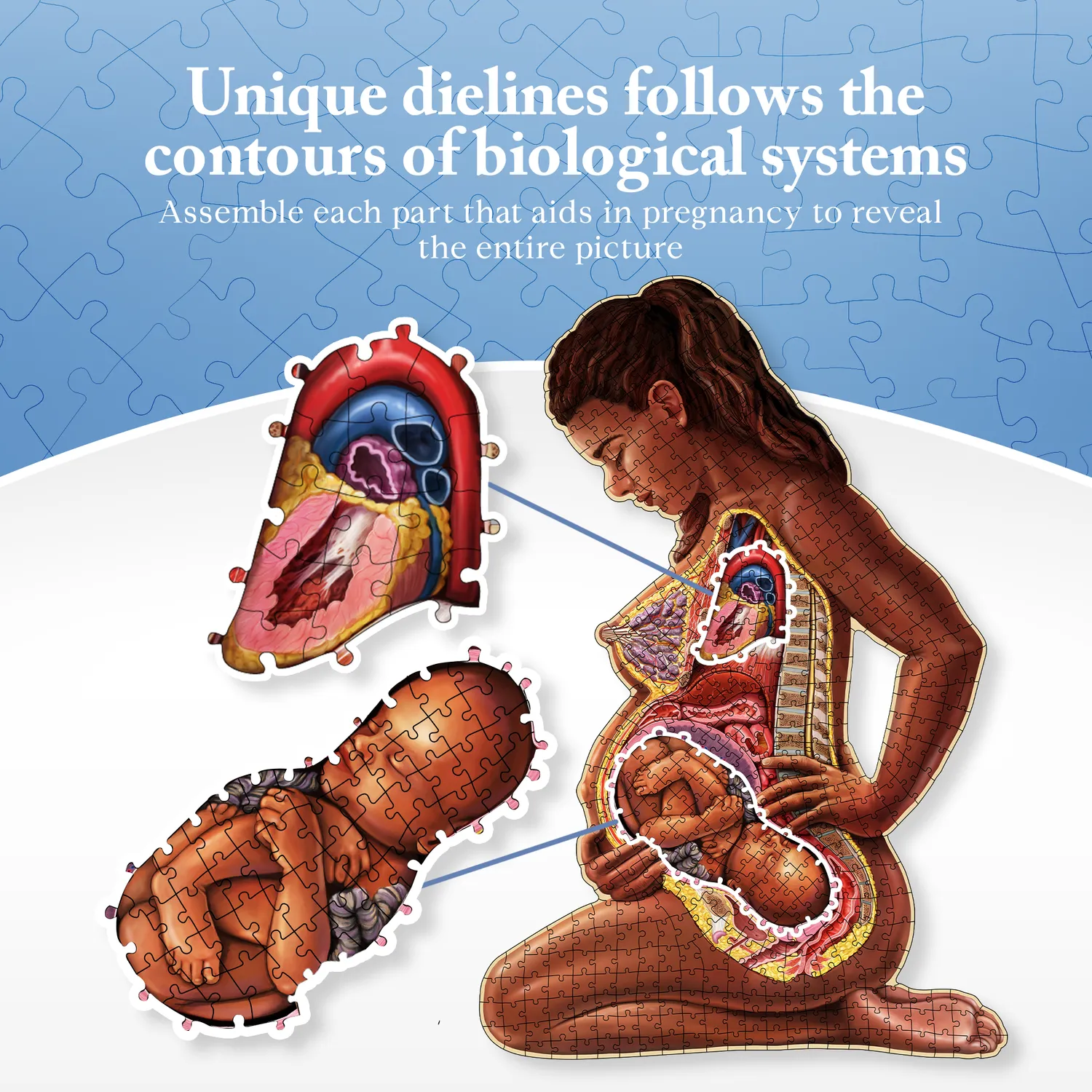 Genius Games Schwangere Mutter Anatomie Puzzle 488 Teile Poster