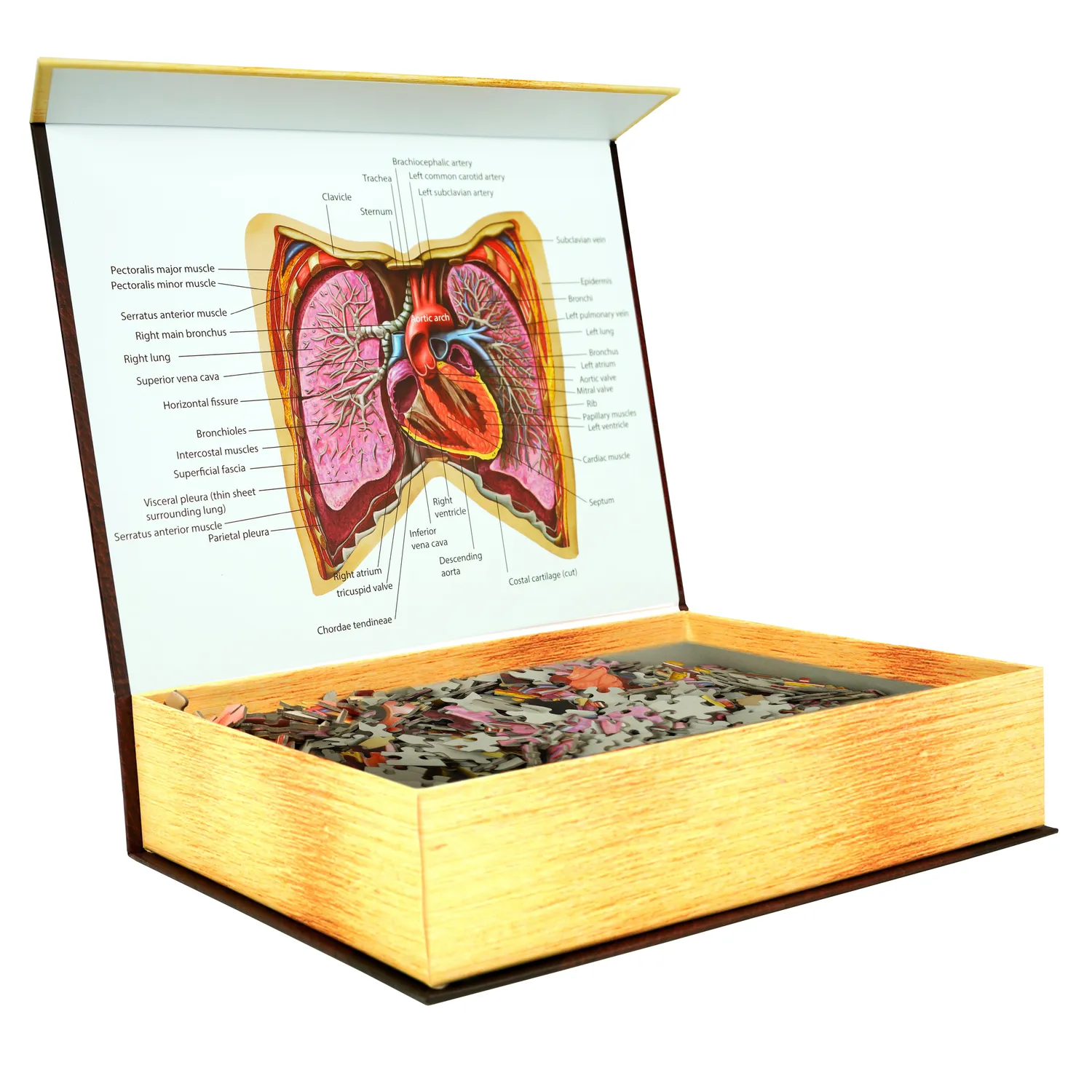 Genius Games Dr Livingston Thorax Anatomie-Puzzle 561 Teile