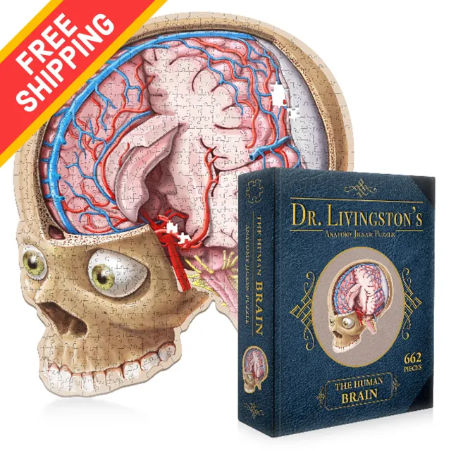 Genius Games Dr. Livingston Gehirn Anatomie Puzzle 662 Teile