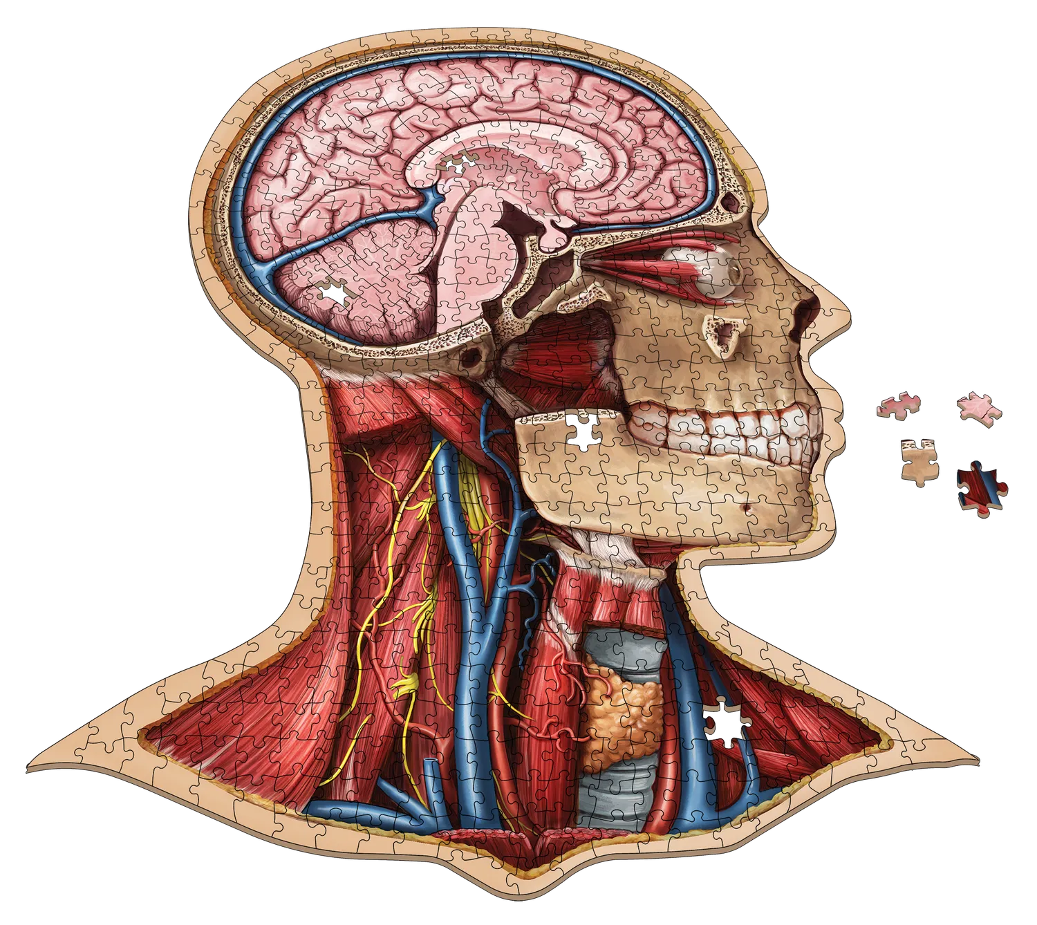 Genius Games Dr. Livingston Human Head Puzzle 441 Teile