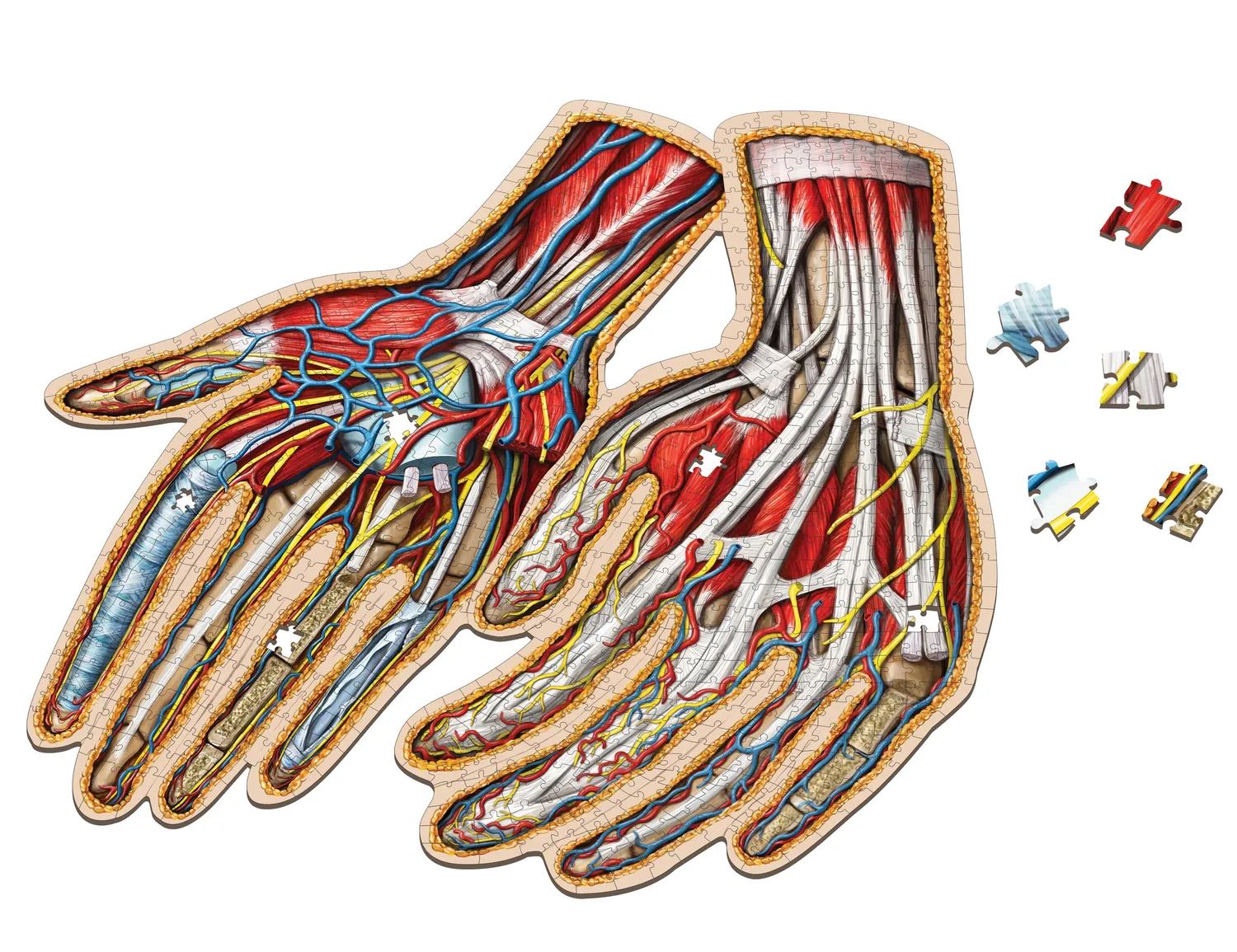 Genius Games Dr. Livingston Human Hands Puzzle 512 Teile