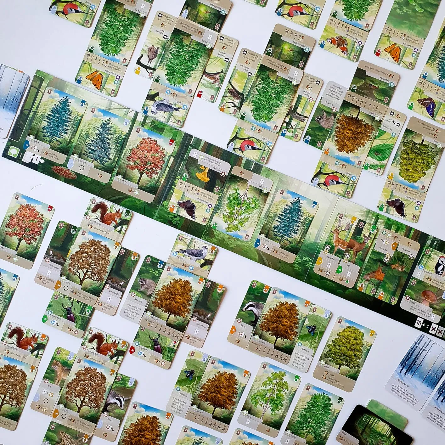 Asmodee Mischwald Grundspiel Familienspiel Deutsch