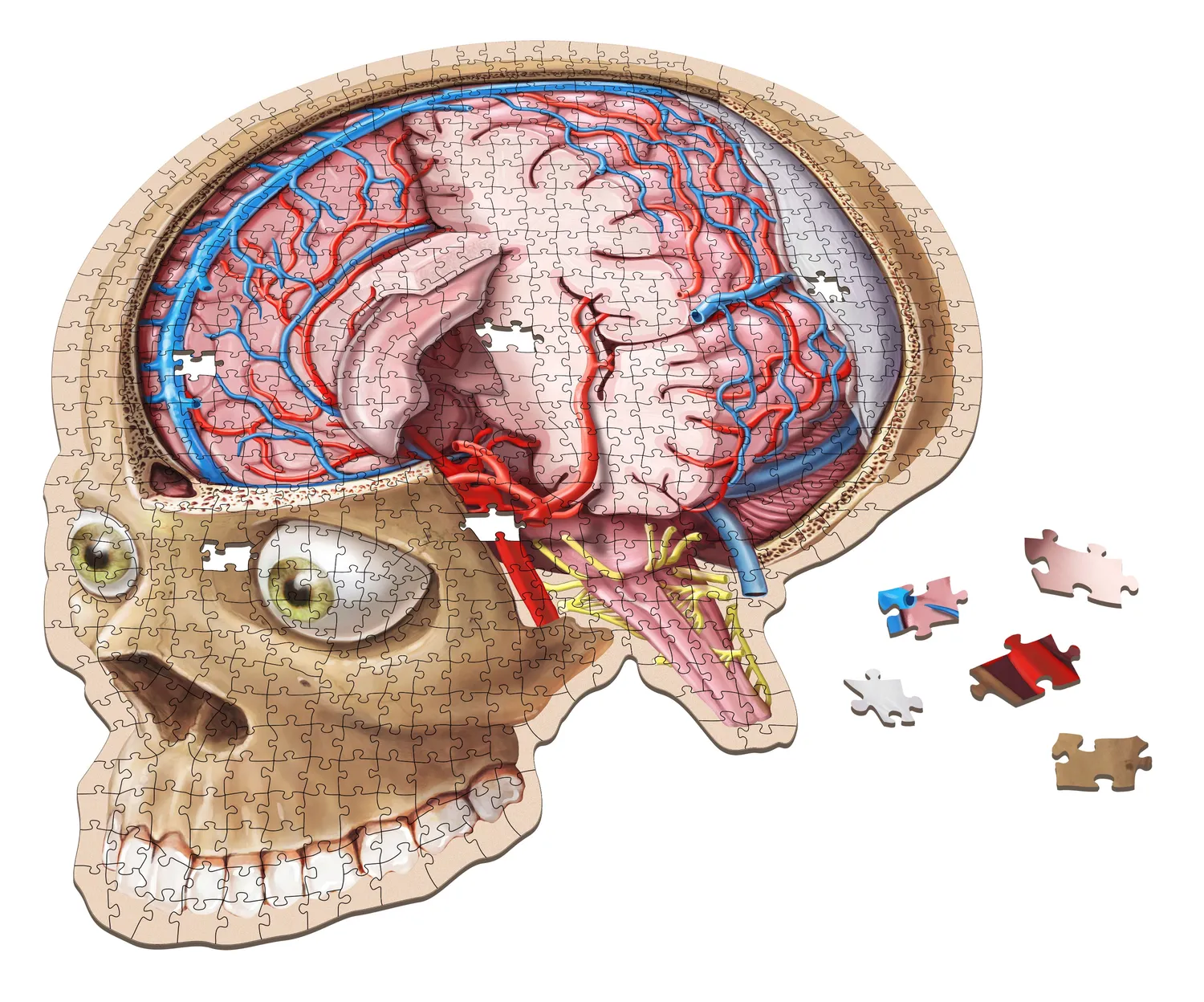 Genius Games Dr. Livingston Gehirn Anatomie Puzzle 662 Teile