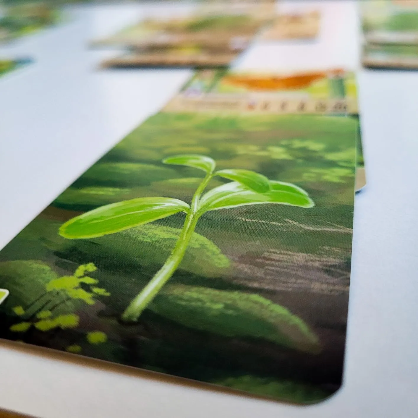 Asmodee Mischwald Grundspiel Familienspiel Deutsch