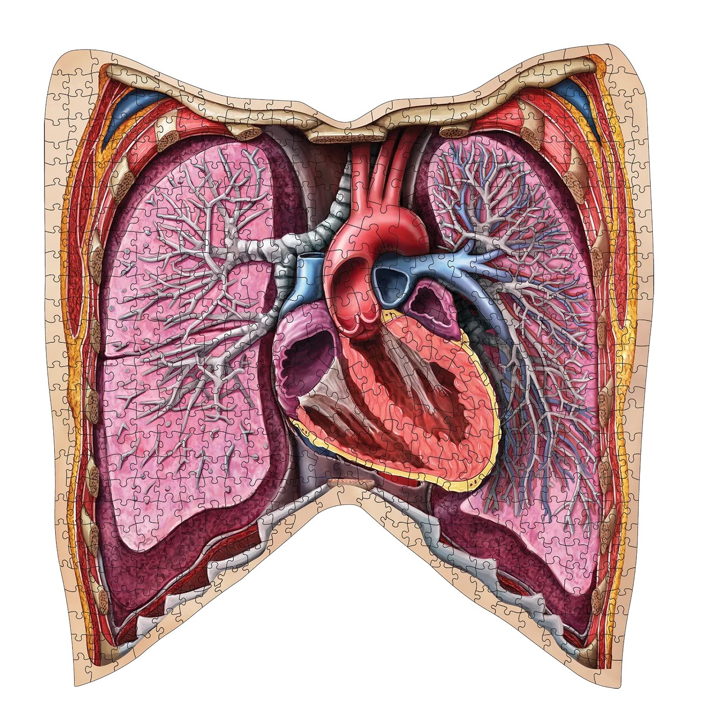 Genius Games Dr Livingston Thorax Anatomie-Puzzle 561 Teile