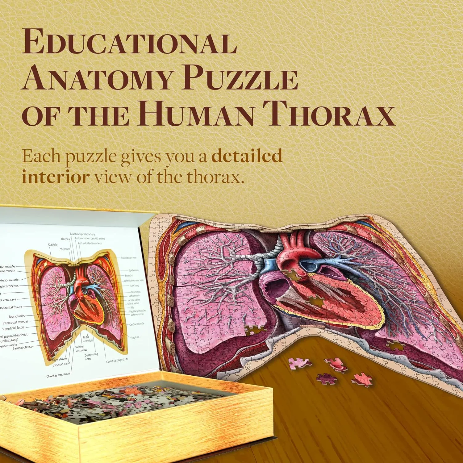 Genius Games Dr Livingston Thorax Anatomie-Puzzle 561 Teile