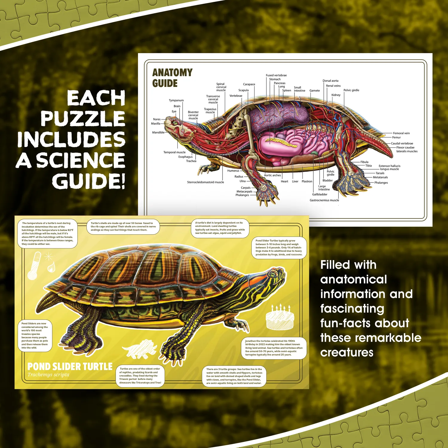 Genius Games Pond Slider Schildkröte Bodenpuzzle 100 Teile 2-seitig