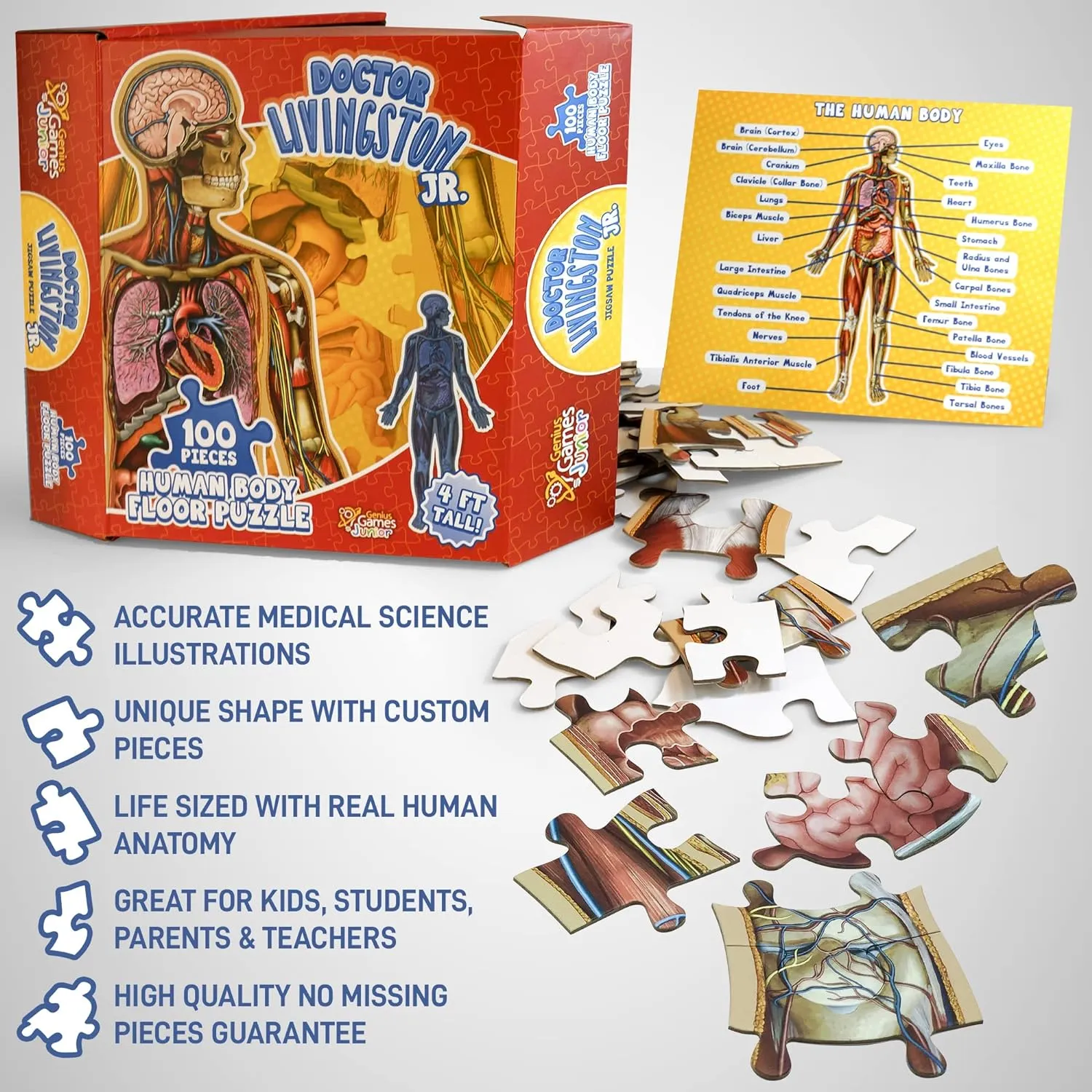 Genius Games Dr Livingston's Jr Human Body Bodenpuzzle 100 Teile