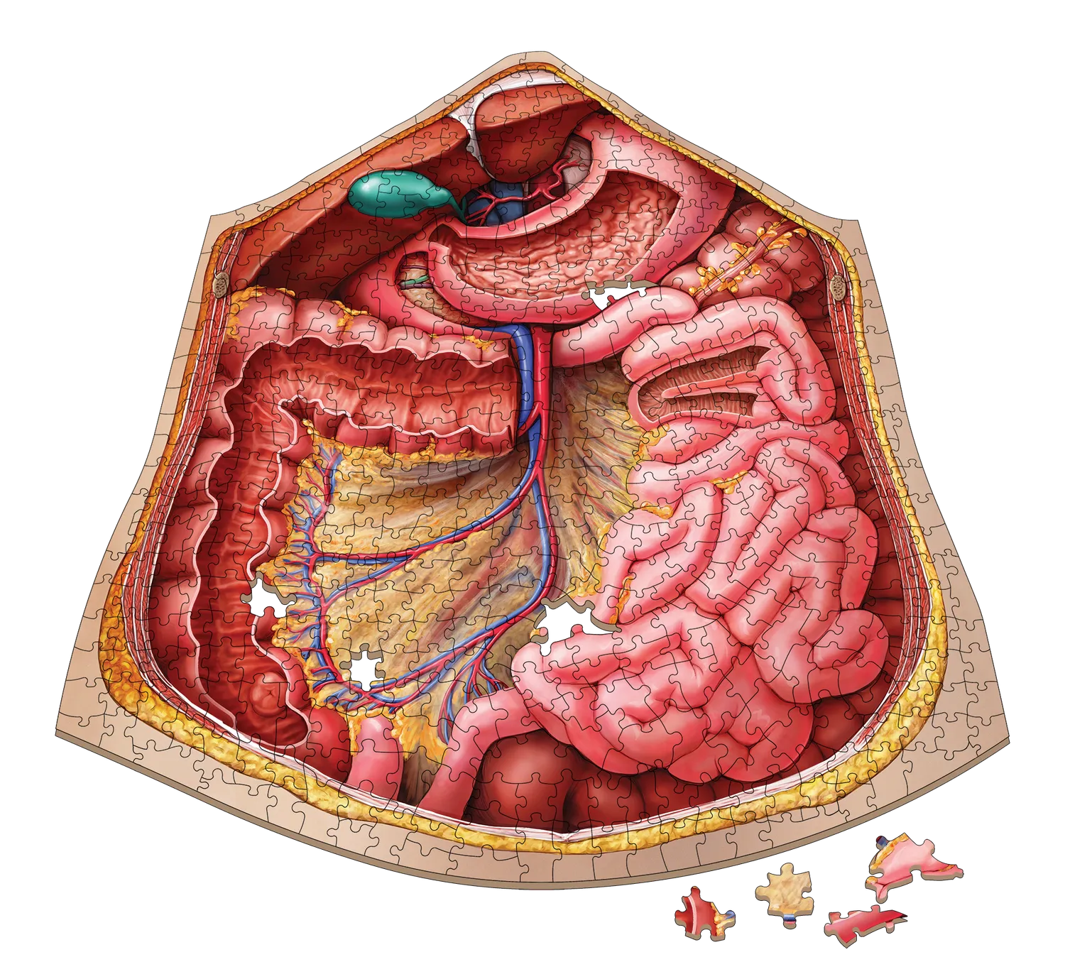 Genius Games Dr Livingston's Abdomen Anatomie-Puzzle 511 Teile