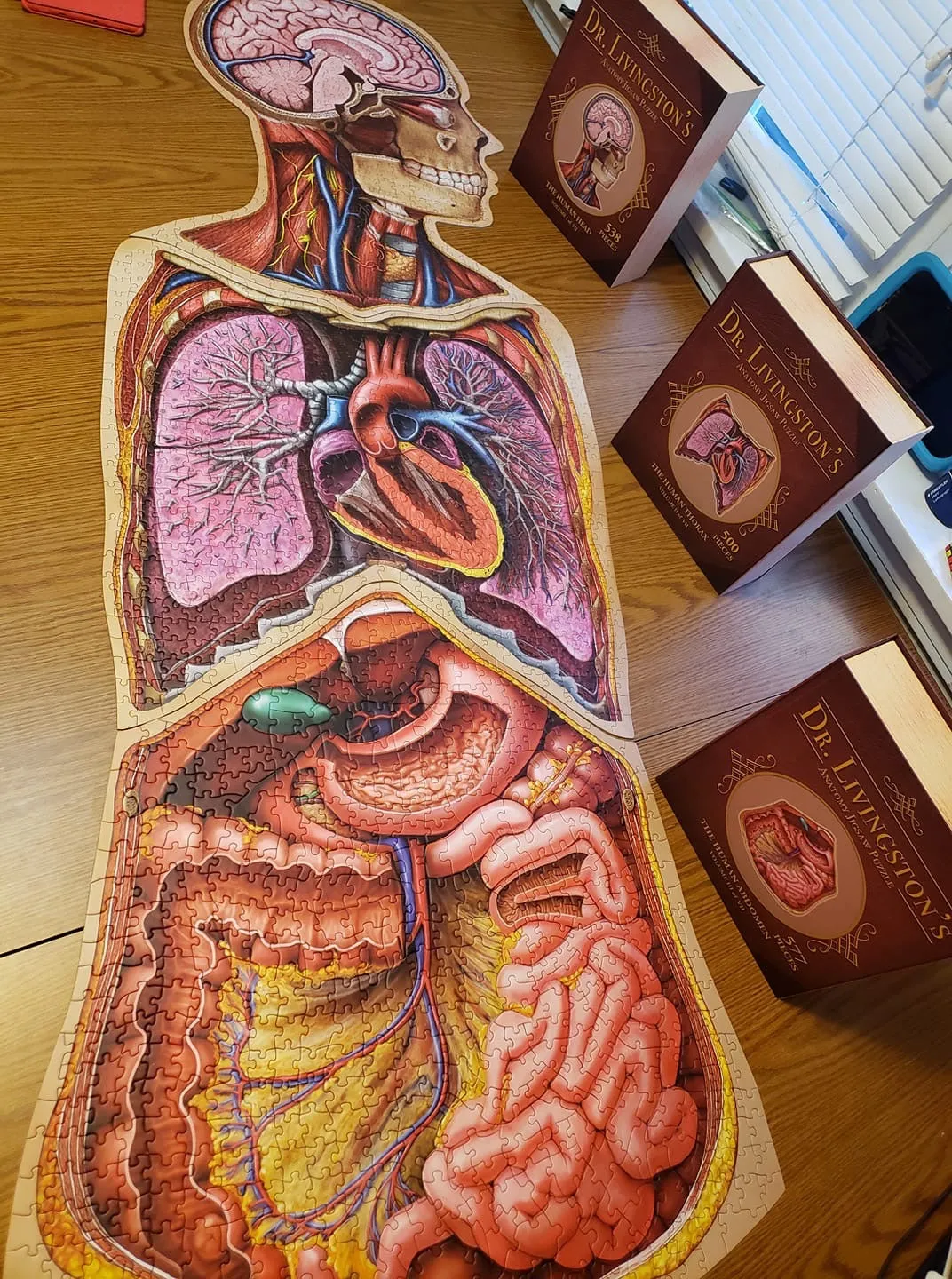 Genius Games Dr Livingston Anatomie Puzzle Set Kopf Brust