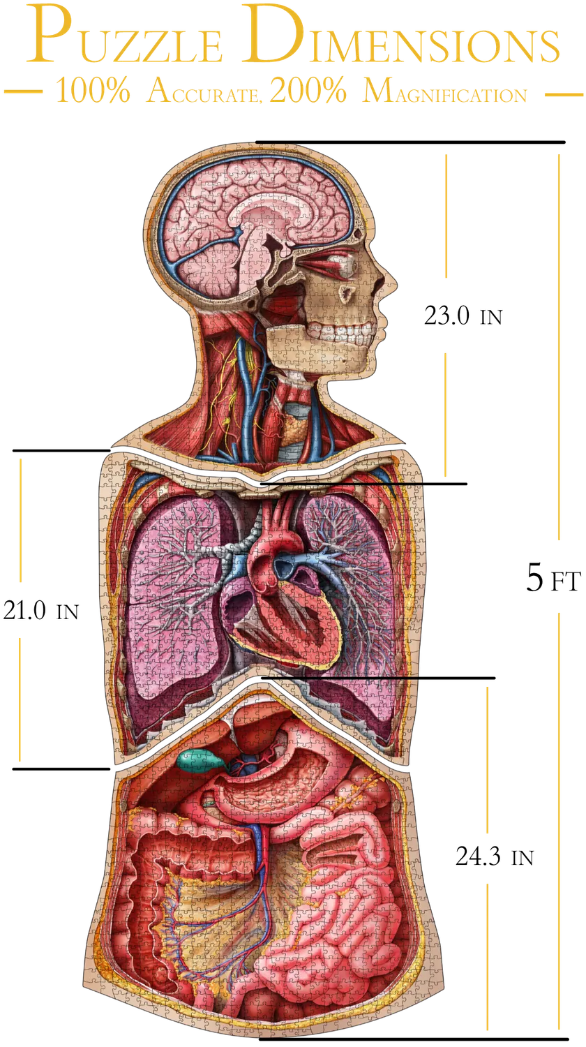 Genius Games Dr Livingston Anatomie Puzzle Set Kopf Brust