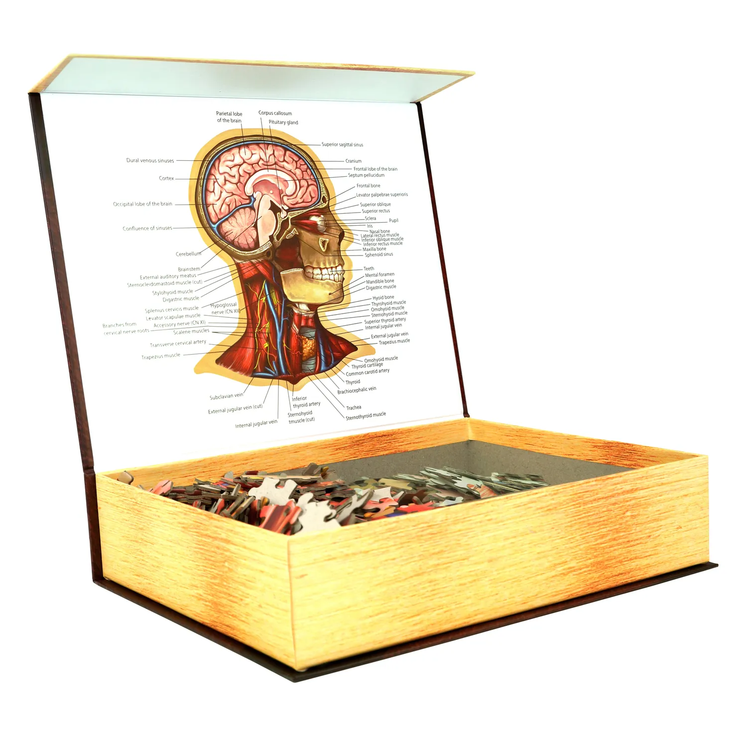 Genius Games Dr Livingston Anatomie Puzzle Set Kopf Brust