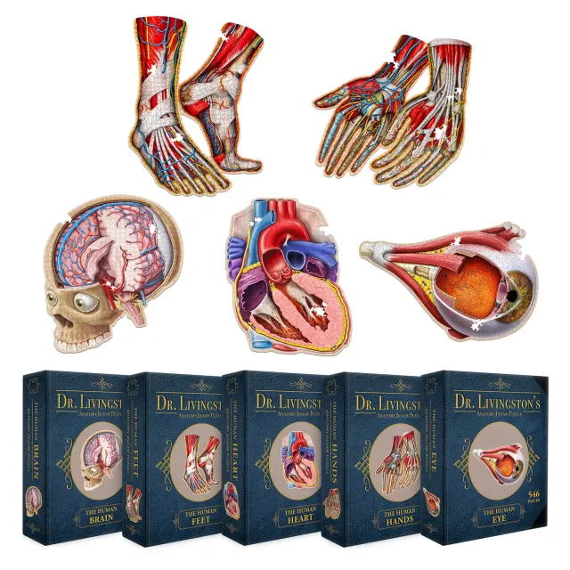 Genius Games Human Anatomy Organ Puzzle Bundle 3079 Teile