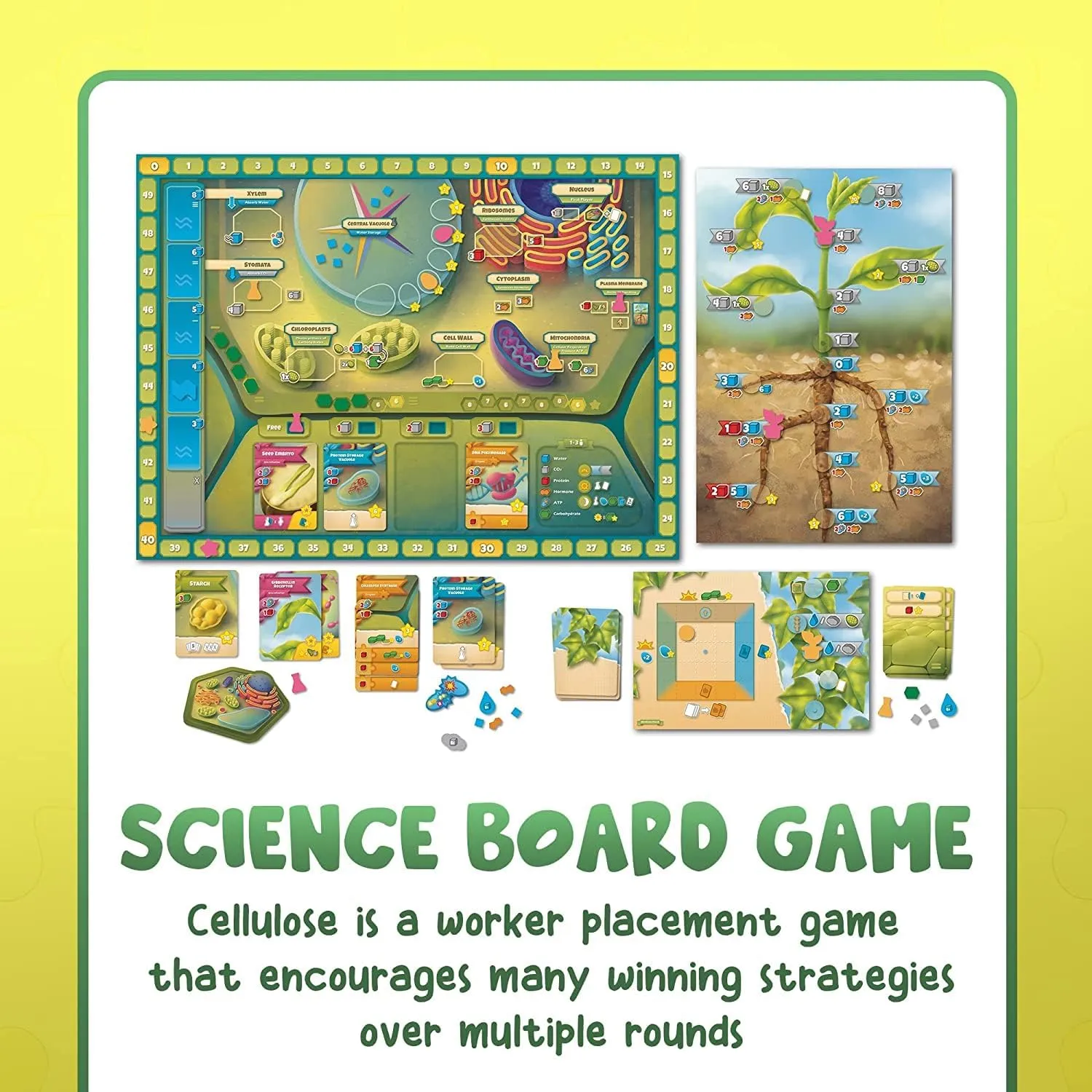 Genius Games Cellulose Brettspiel Pflanzenzelle Strategie 1-5