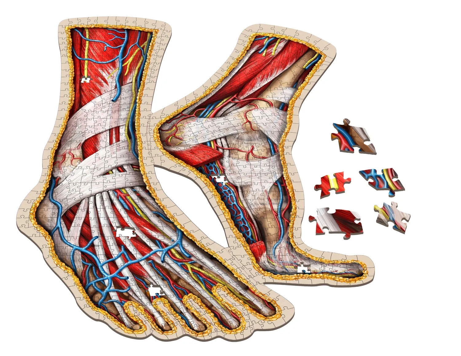 Genius Games Human Anatomy Organ Puzzle Bundle 3079 Teile