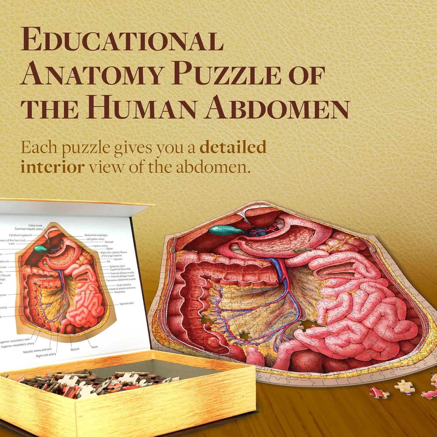 Genius Games Dr Livingston's Abdomen Anatomie-Puzzle 511 Teile