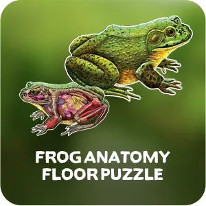 Genius Games Ochsenfrosch Bodenpuzzle 100 Teile Anatomie