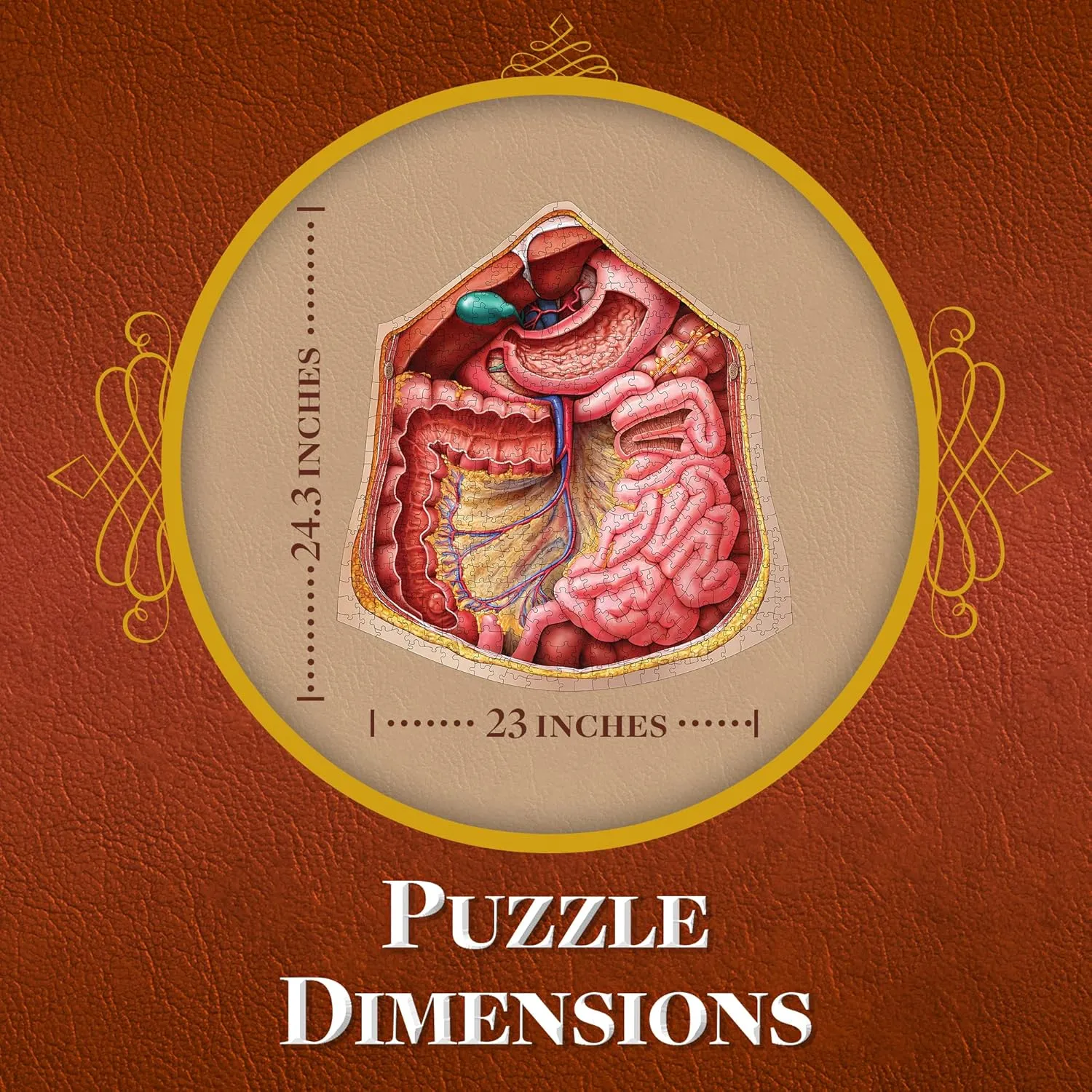 Genius Games Dr Livingston's Abdomen Anatomie-Puzzle 511 Teile