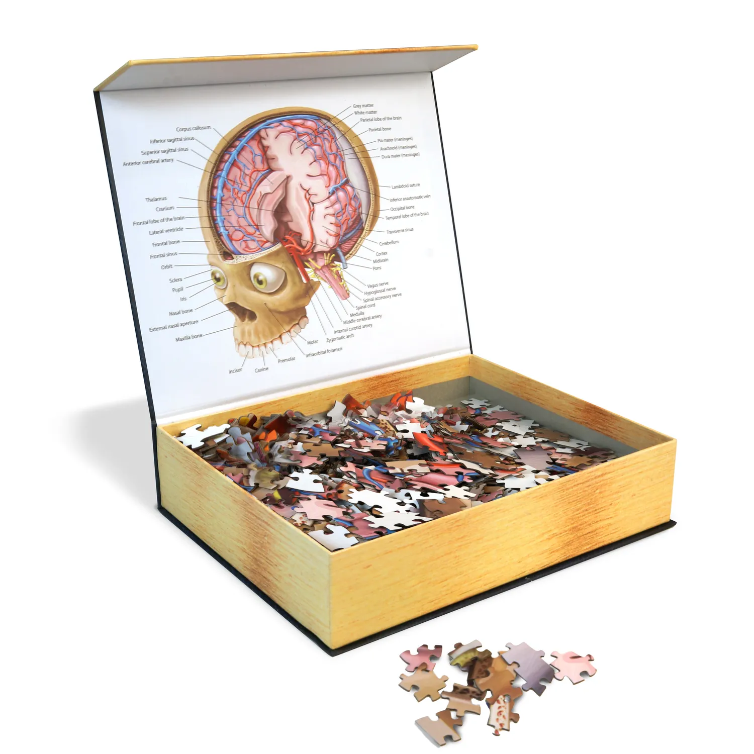 Genius Games Dr. Livingston Gehirn Anatomie Puzzle 662 Teile