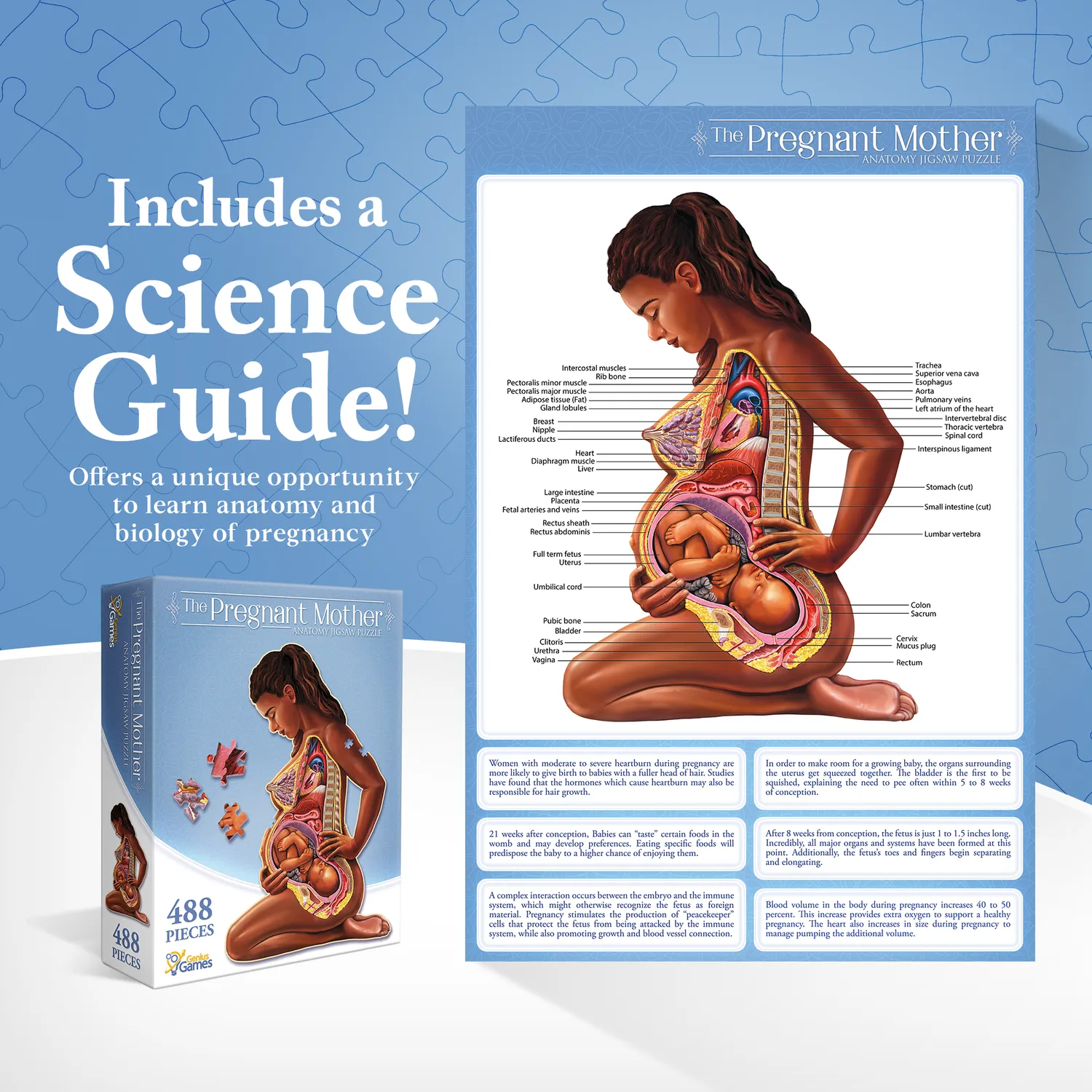 Genius Games Schwangere Mutter Anatomie Puzzle 488 Teile Poster
